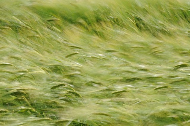 pc_wind-barley
